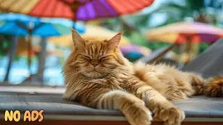 12 Hours Of Peaceful Cat TV Music 🐱 🌿 Soft Sounds for Stress Relief & Rest | No Ads