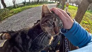 A lot of cats comes when you sit in the cat island
