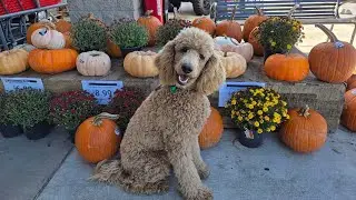8 month Goldendoodle 