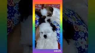 miss you mom🥹.miss u my family  friend 🧡 #shortvdo #shortfed #dog vdo