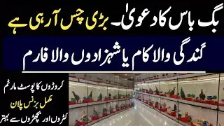 Big Boss Big Talking on Shamo Chickens Farming | Modern Shed Design & Feasibility | Ajmal Hameed