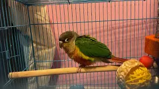 Slow motion bird flying gone wrong watch till end