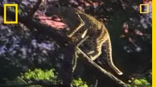 Leopard vs. the World | National Geographic