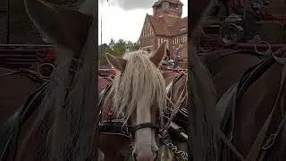 Horse realigns the mane