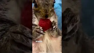 🐿️🌰 Playful Squirrels Are So Cute!😍