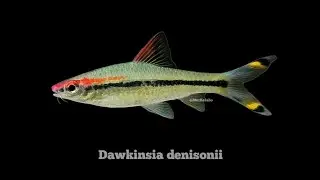 Dawkinsia denisonii @ Denison Barb (India)