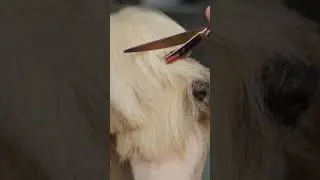 ASMR Grooming Havanese Dog (Full Video on the channel) #grooming  #havanesedog  #pets  #animals