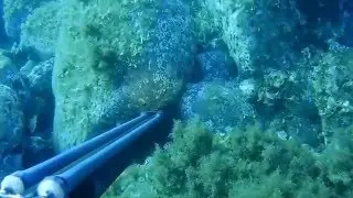 Bnp Dive..Spearfishing in Greece, pt1