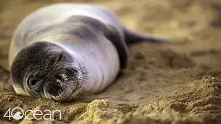 The Marine Mammal Center