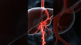 3D human liver filtering blood | 3d medical Animation  #shorts