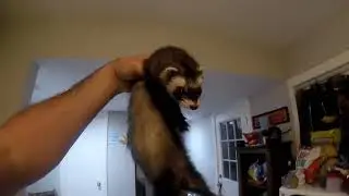 fun in the stove (Ferret vlog)