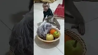 Smart JOBI like eating grapefruits