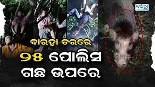 ତଳେ ଜଗିଛି ବାରହା, ଗଛରେ ଝୁଲିଛନ୍ତି ପର୍ଯ୍ୟଟକ ଓ ପୋଲିସ | Wild Boar Attack | Barunei hills