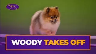 Woody-Wolf Shows Agility Skills | Westminster Dog Show