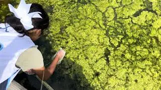 Water Sample Collection at Kings Local Park Pond | Student Science Project