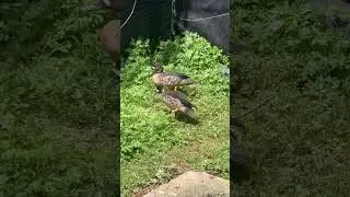 Bronze-winged duck #waterfowl #courtship