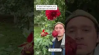 Кому нужен? #дюшес #топ #shorts