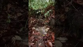 Forest stream #digitalbreak  #nature #flowingstream #calming #waterstreamsounds #streamsounds #water