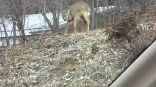 Yearling deer browsing in town along Hwy 35.  Ferryville, Wisconsin  March 24, 2013