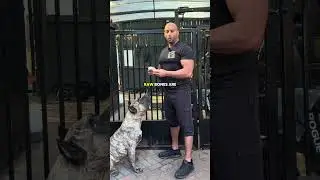 Могут ли собаки есть куриные кости?