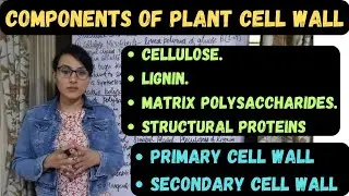 Components of Plant Cell Wall || Primary Cell Wall || Secondary Cell Wall