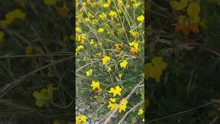ПОЛЕЗНЫЙ И ОПАСНЫЙ - ЛЯДВЕНЕЦ РОГАТЫЙ #лекарственныетравы #народнаямедицина #здоровье