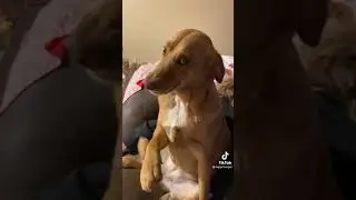 What do you have in your mouth Harper?