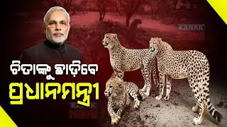 PM Narendra Modi To Release Cheetahs In MP's Kuno National Park