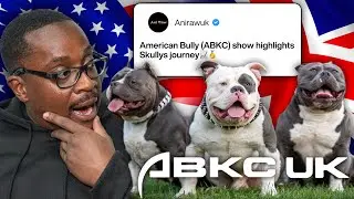 Американский булли🇺🇸(лучшие моменты Скалли) раунд за раундом на ABKC (выставка собак)🏆