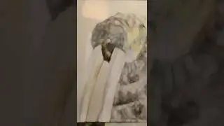 I hope you enjoy. #walrus #art #softpastel #timelapse #artistinterupted