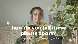 How to Spot the Differences between Pearls & Jade, N&rsquo;Joy, & Glacier Pothos 🌱