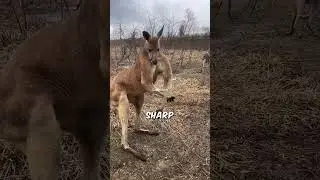 Don&rsquo;t Fight a Kangaroo&hellip; Seriously 🦘💥 | Kangaroo Strength Facts
