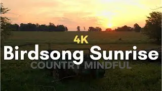 Peaceful Lazy Sunrise Ambience | Insane Birds Sing at Country Sunrise