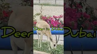 Deer in Dubai | 🇦🇪 #shorts #shortsfeed #animals 🦌 [ 5K ]
