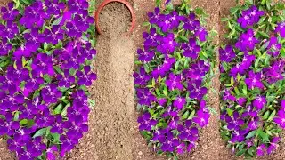 melastoma plant propagation malayalam #viralvideo #sitout #kerala #gardening #plants