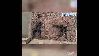 ARANHA GOLIAS VS ESCORPI&Atilde;O IMPERADOR