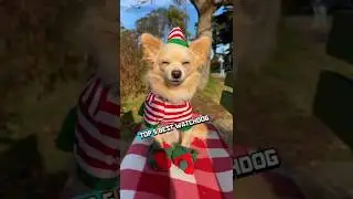 Топ-5 лучших пород сторожевых собак, которые всегда будут начеку.