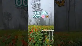 കോട മൂടിയൊരു ഊട്ടി Tea park /Ooty/near kotagiri/Craftbow