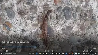 Fun Look at a Click Beetle Larvae (Elateridae)