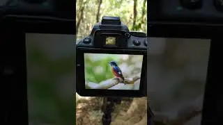An accomplished photographer😱😱 #shorts