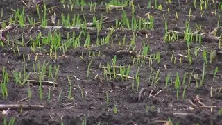 Late Planting Season
