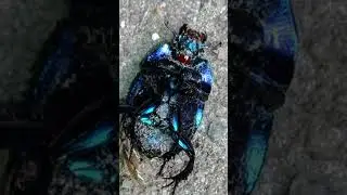Mystical Metallic blue beetle gathering in the woods #insects #beetles  #UKwildlife   #woodland