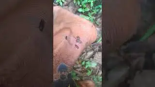 🙏🏻☠️🔱 Malabar wildlife sanctuary Wayanad district Kerala, western guts, 🔥Kera🌴a 🚒