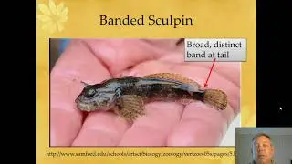 Ichthyology Lecture 32 - KY Families - Sculpins