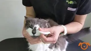 How to clean your pets eyes