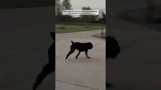 when playtime beats training 😂 | cane corso life #youtubeshorts #viral #canecorso