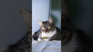 Living With a Cat: Sharing a House With a King 😂🐱