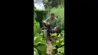 Adam Frost's veg to sow in August  #gardennow #gardening
