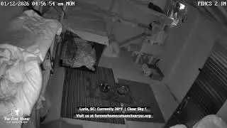 Fur Ever Home Cat Sanctuary Live Stream