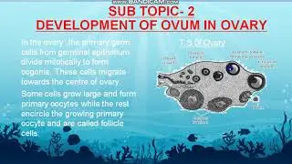 Process of Oogenesis and its Hormonal Control
